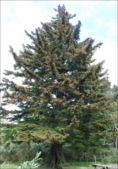 Abies sachalinensis tree