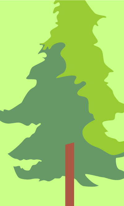 Sugi